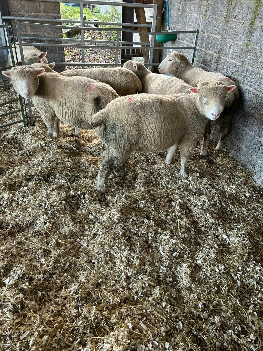 Dorset Ewe Lambs - Image 3