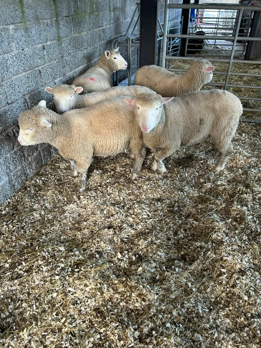 Dorset Ewe Lambs - Image 4