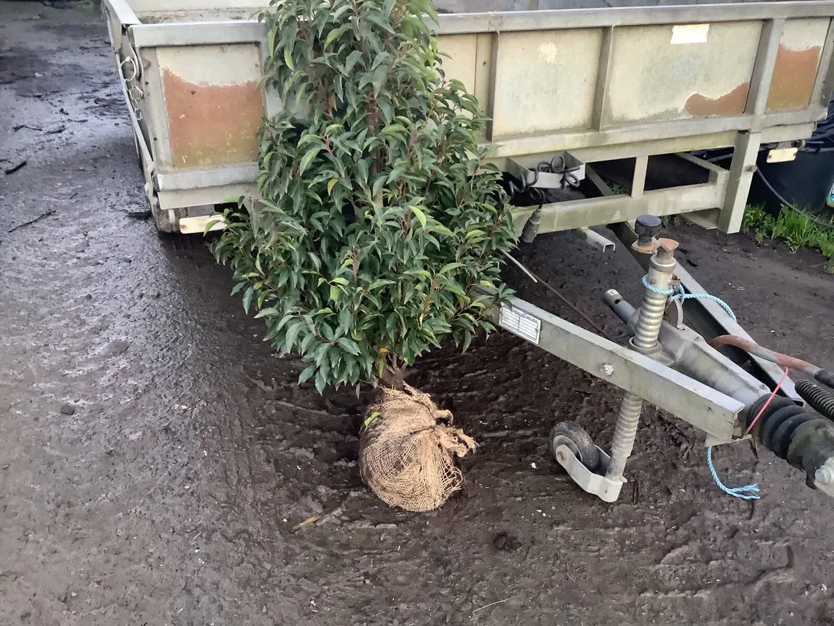 Portuguese Laurel - Image 1