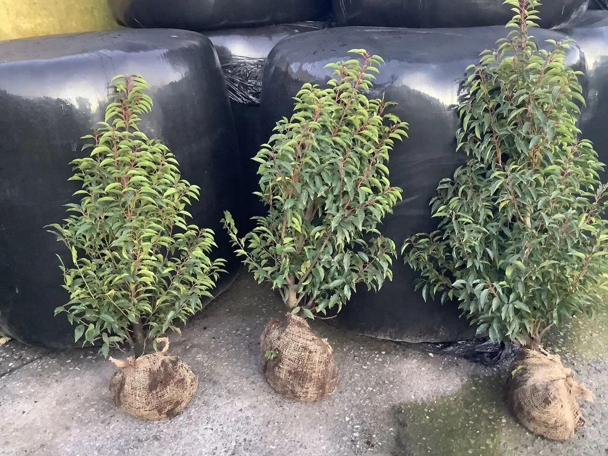 Portuguese Laurel - Image 2