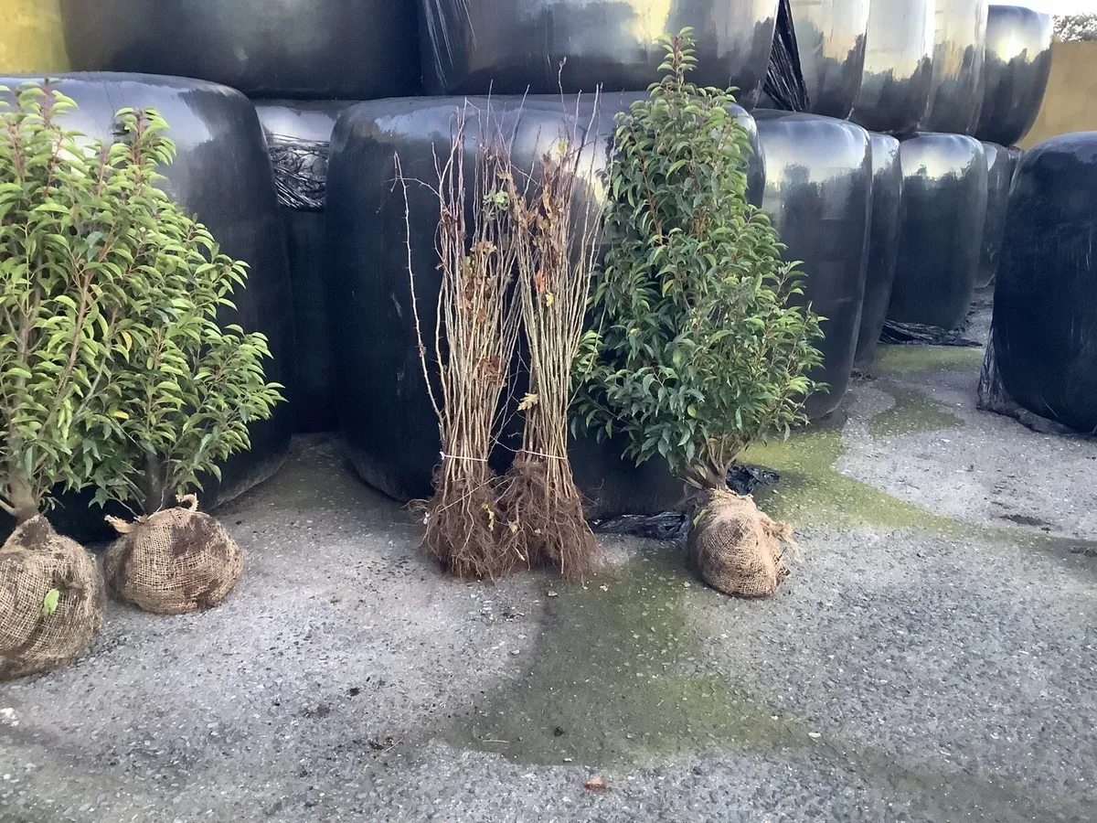 Portuguese Laurel - Image 3