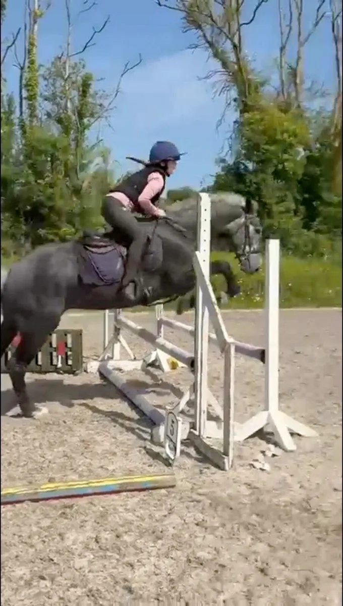 Super Irish Cob! - Image 4