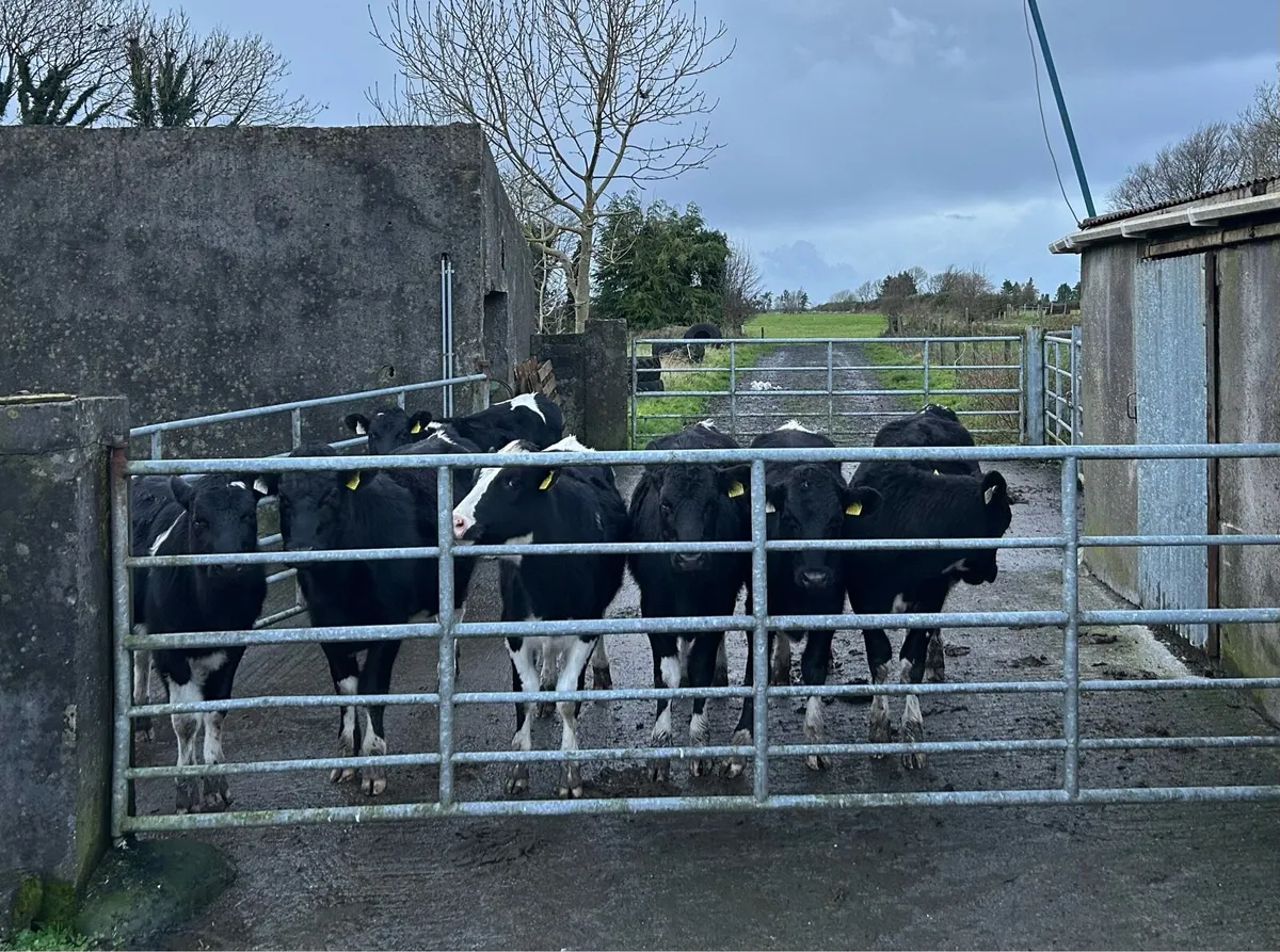 Friesian Heifers - Image 1