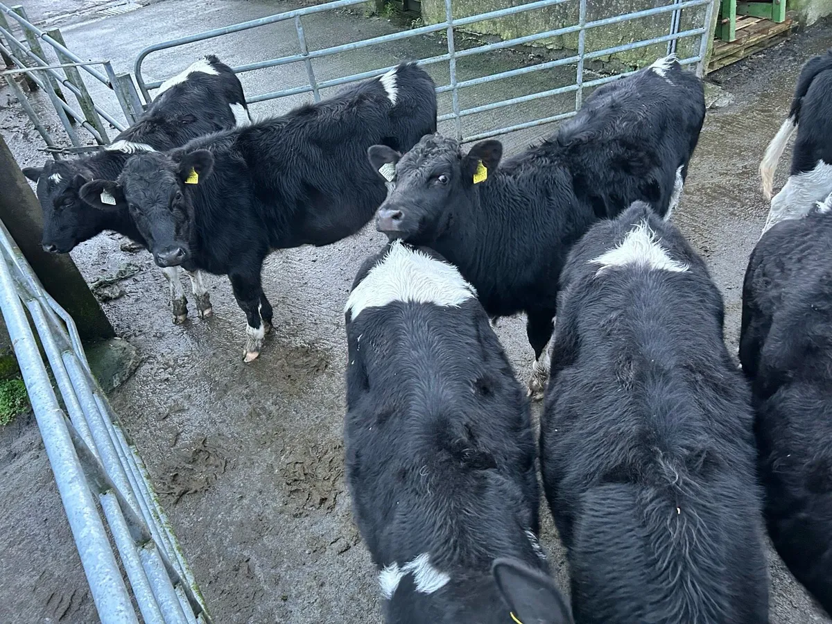 Friesian Heifers - Image 2