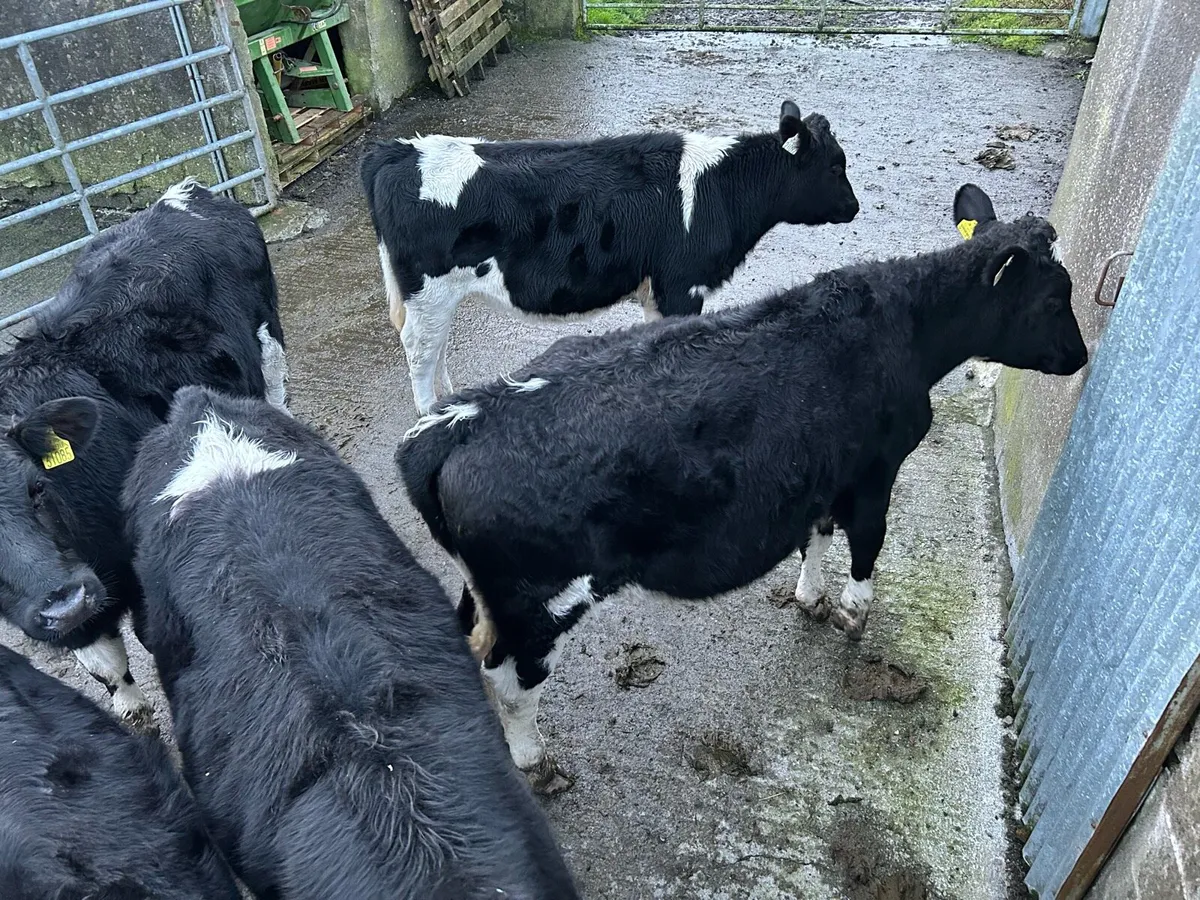 Friesian Heifers - Image 3
