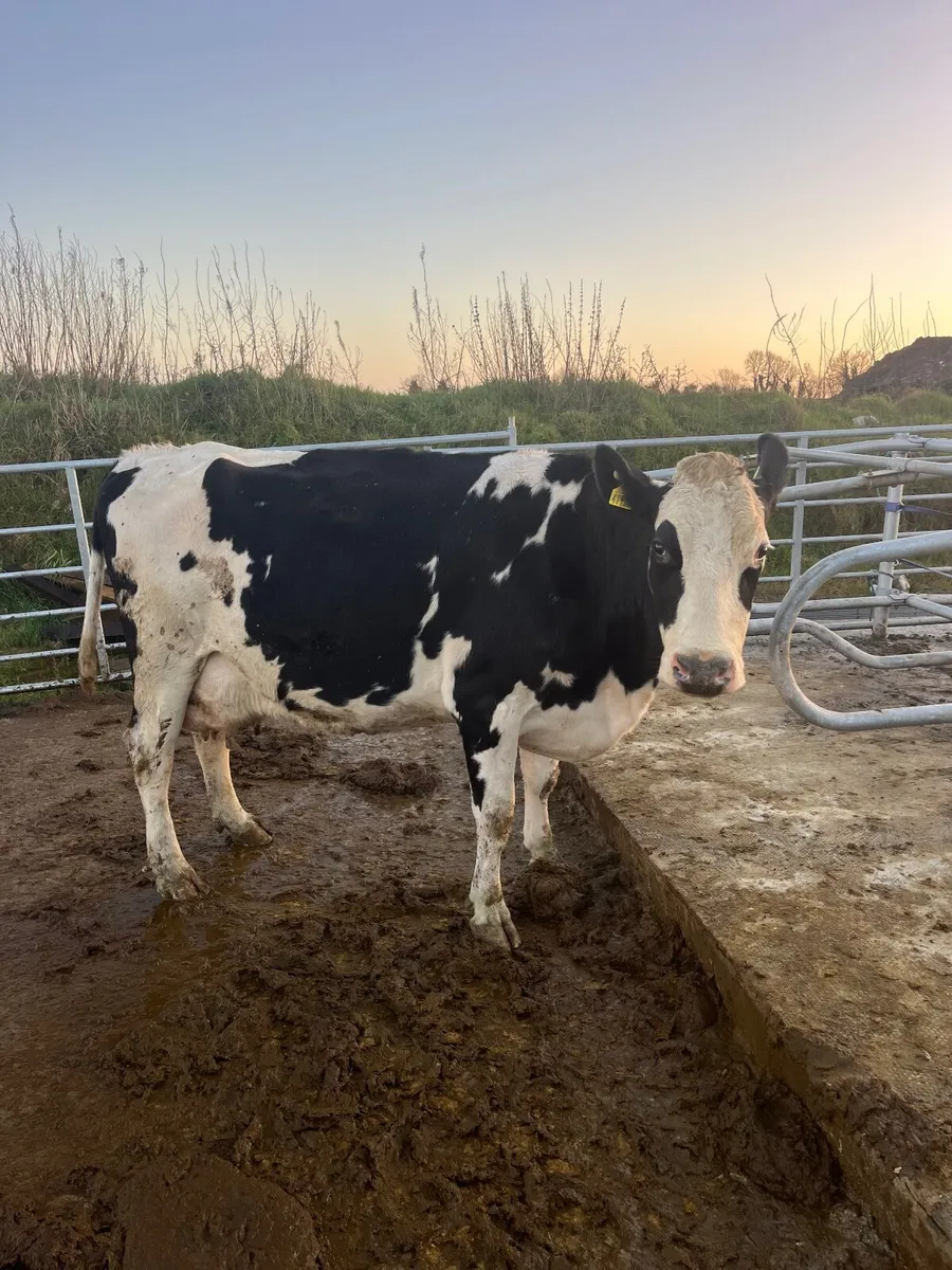 Fresh calved cows - Image 1