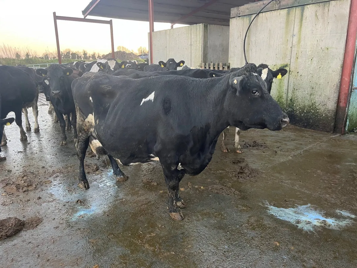 Fresh calved cows - Image 2