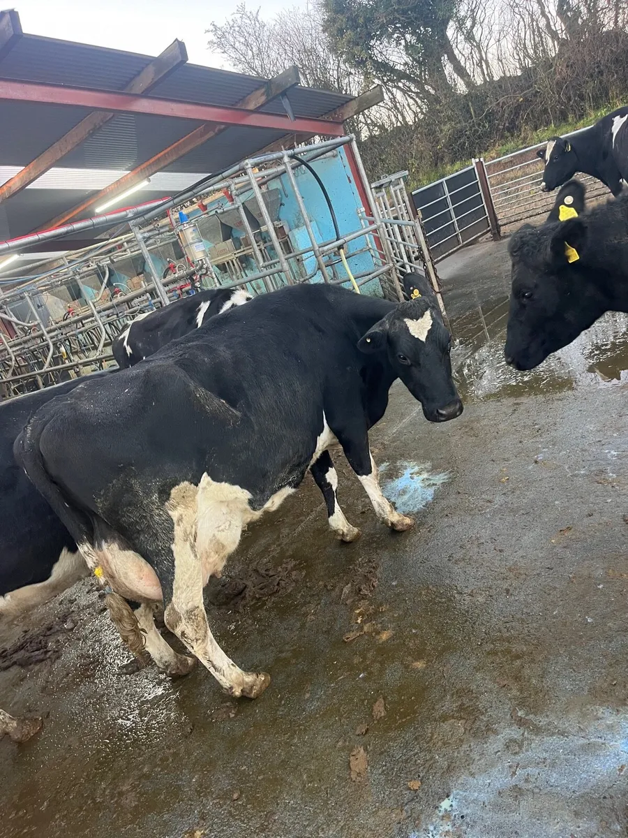 Fresh calved cows - Image 3
