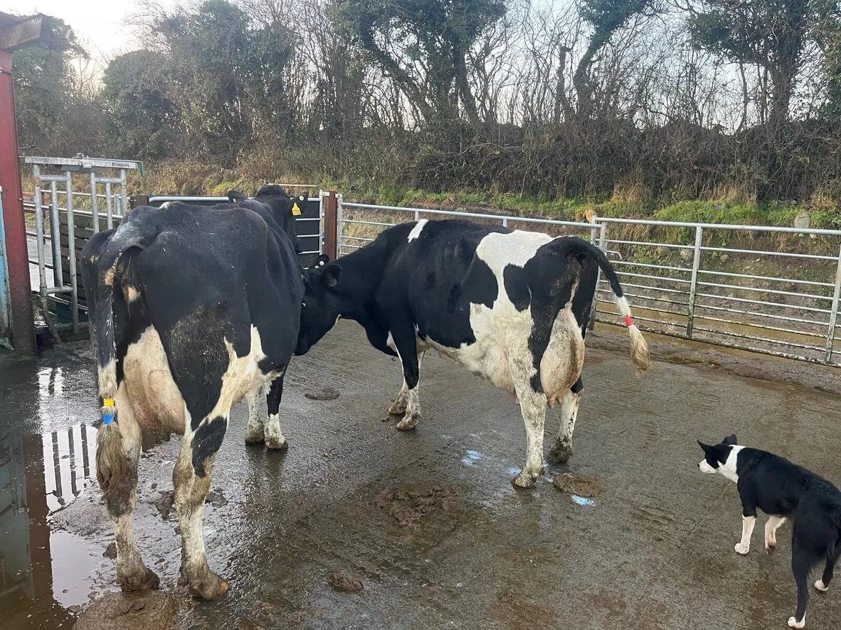 Fresh calved cows - Image 4