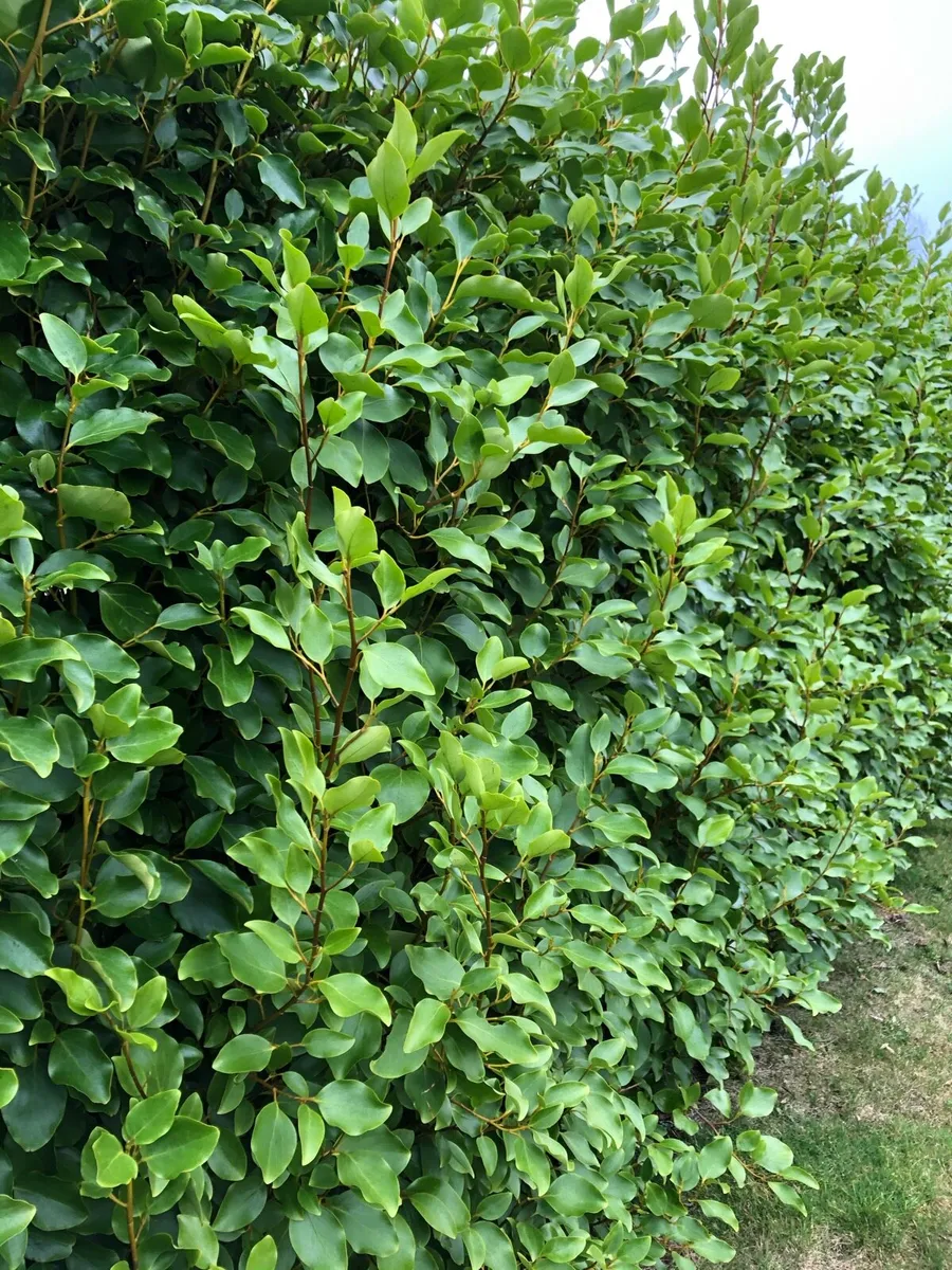 Griselinia (Mature) - Image 2