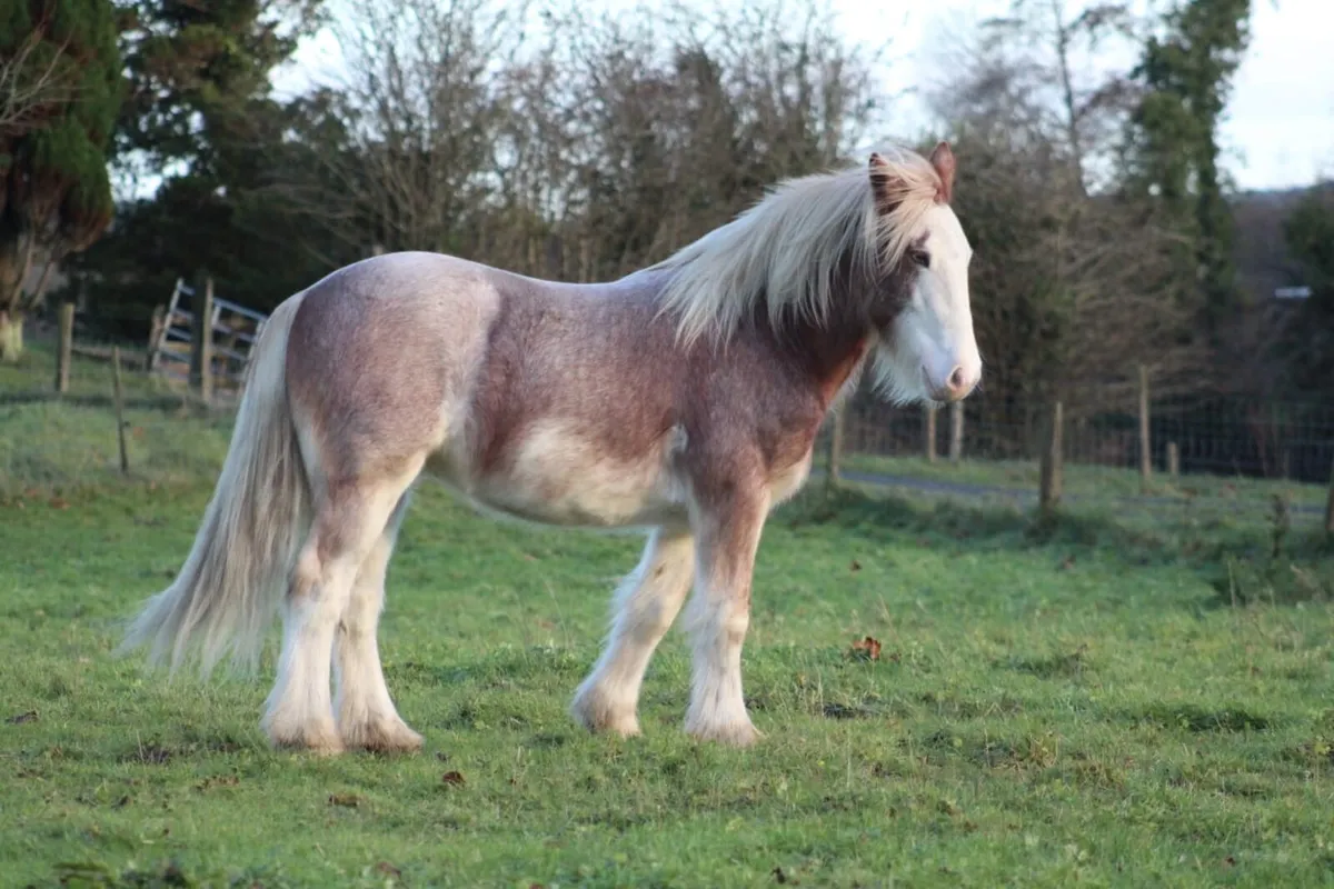 Strawberry Roan Cob Yearling - Image 3