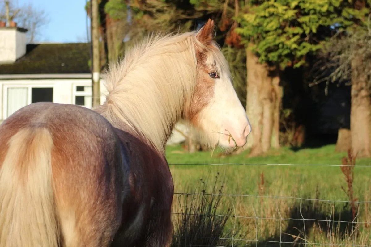 Strawberry Roan Cob Yearling - Image 4