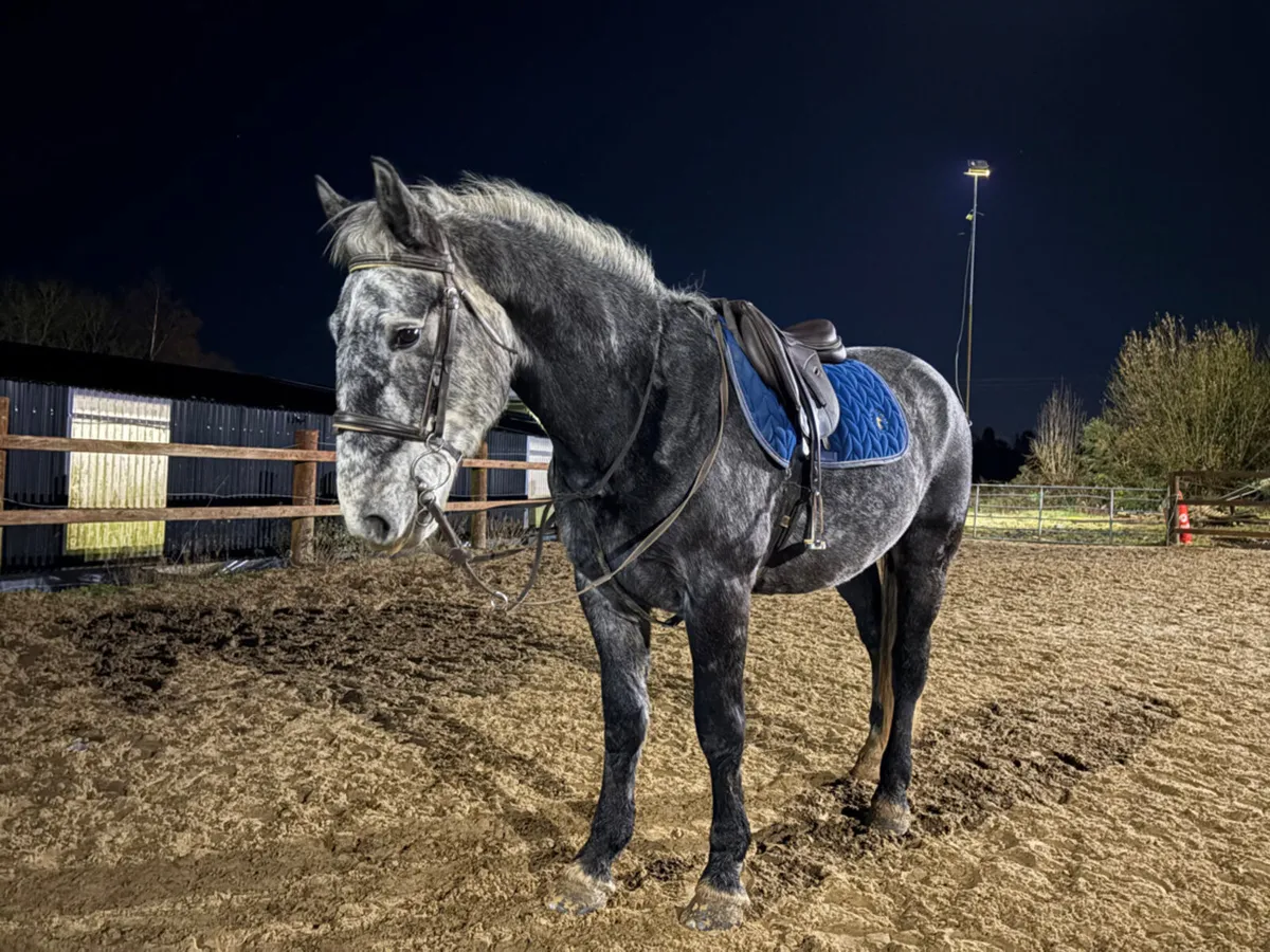 Super Irish Cob! - Image 1
