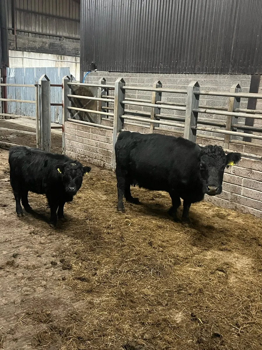 Dexter cow and calf for sale - Image 1