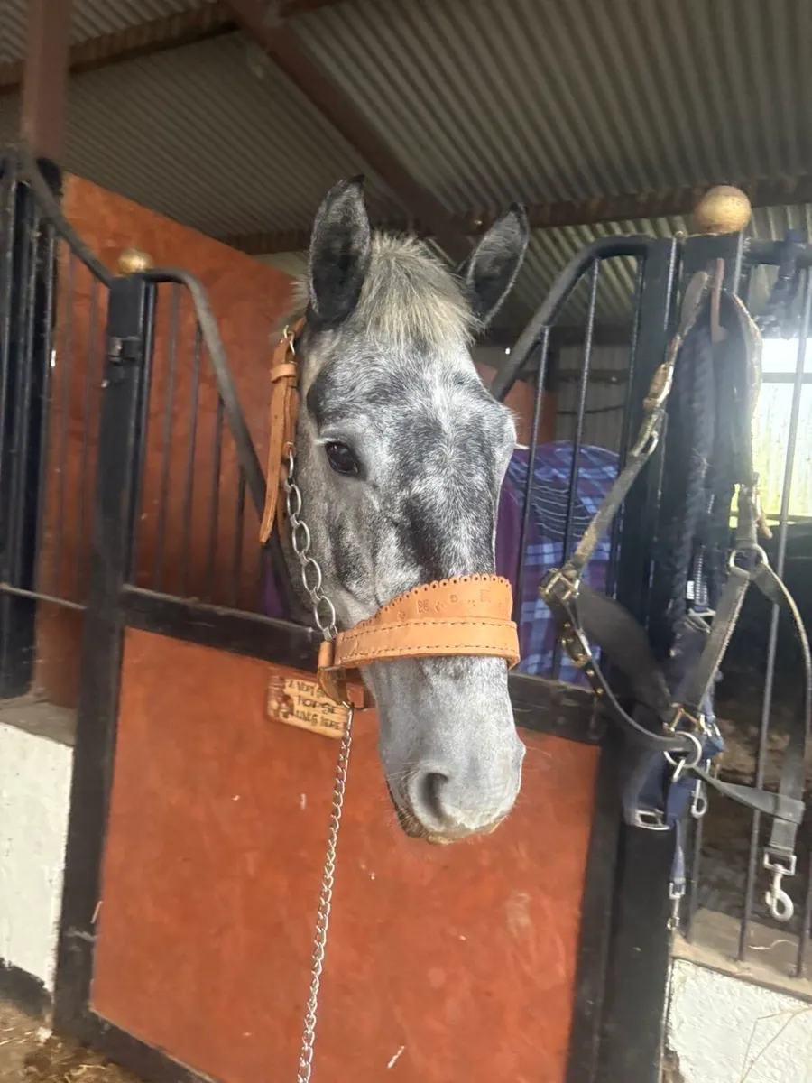 Super Irish Cob! - Image 2