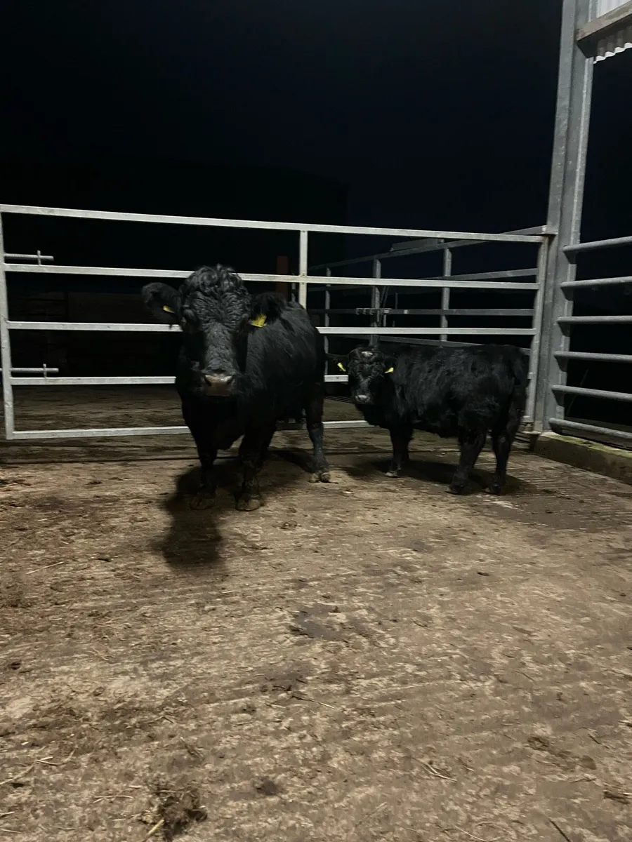 Dexter cow and calf for sale - Image 2