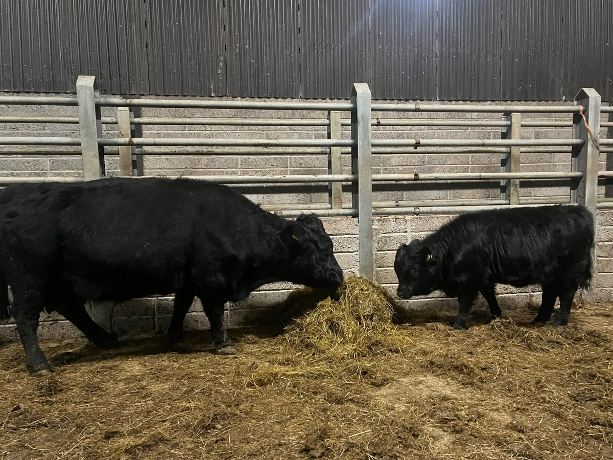 Dexter cow and calf for sale - Image 3
