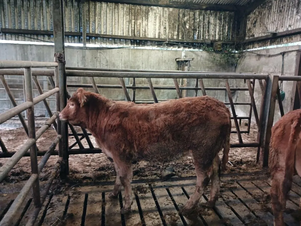 Weanling Heifers - Image 3