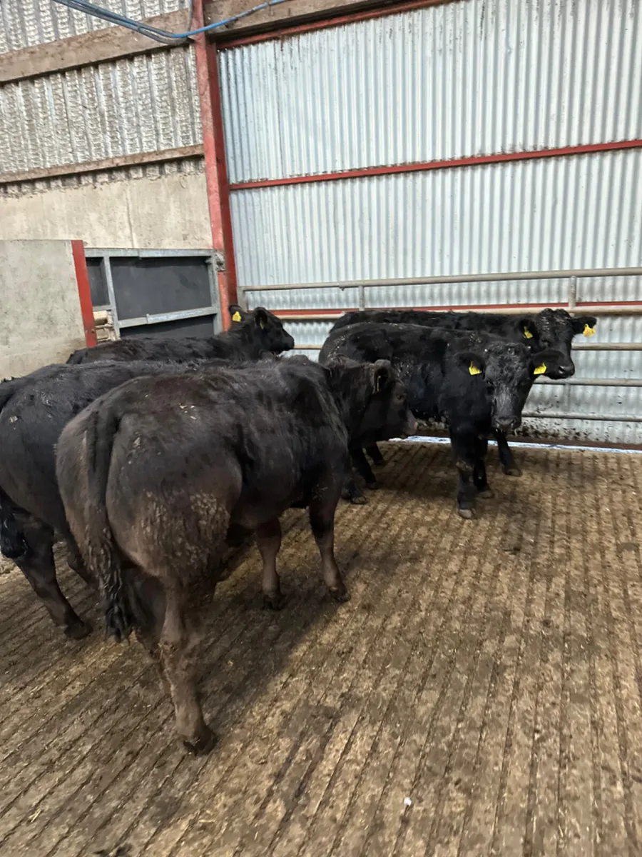 Lim heifers - Image 1