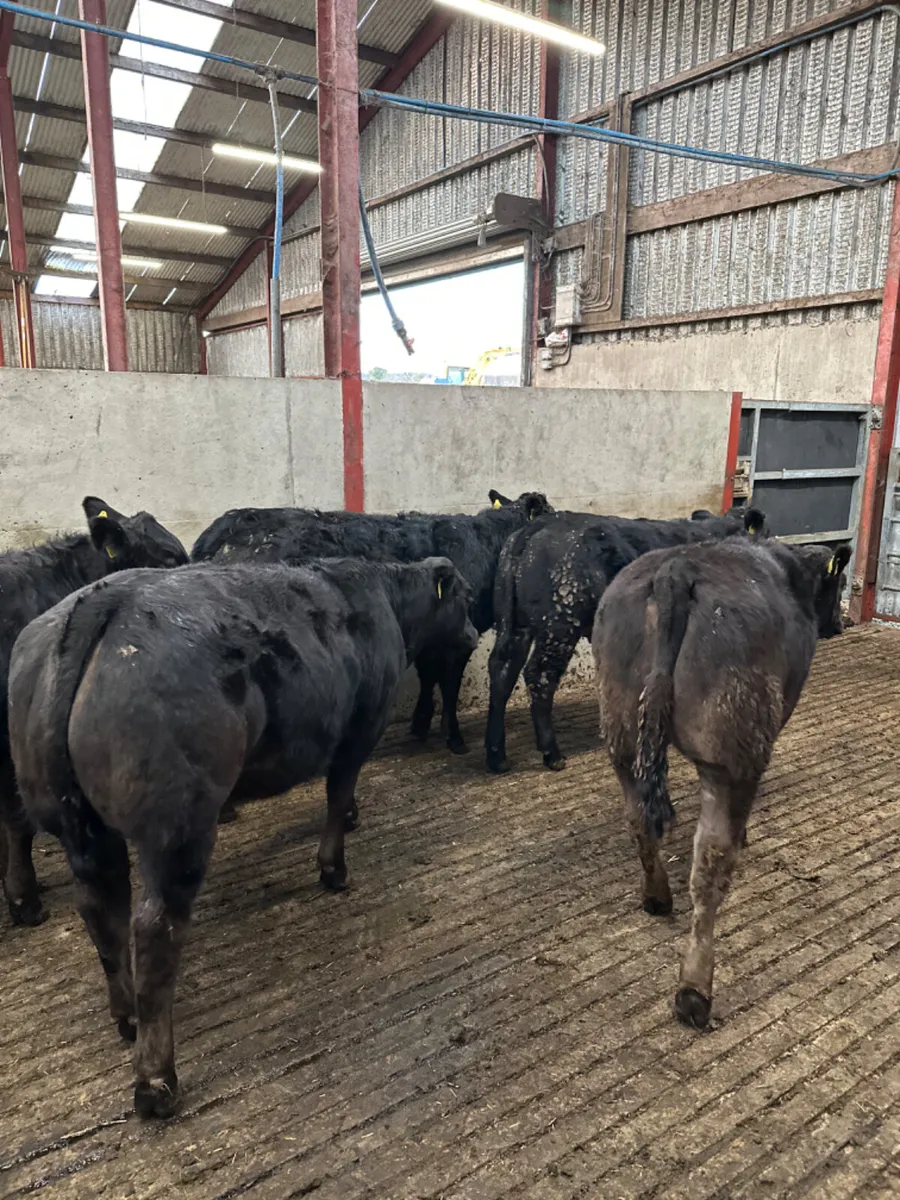 Lim heifers - Image 4