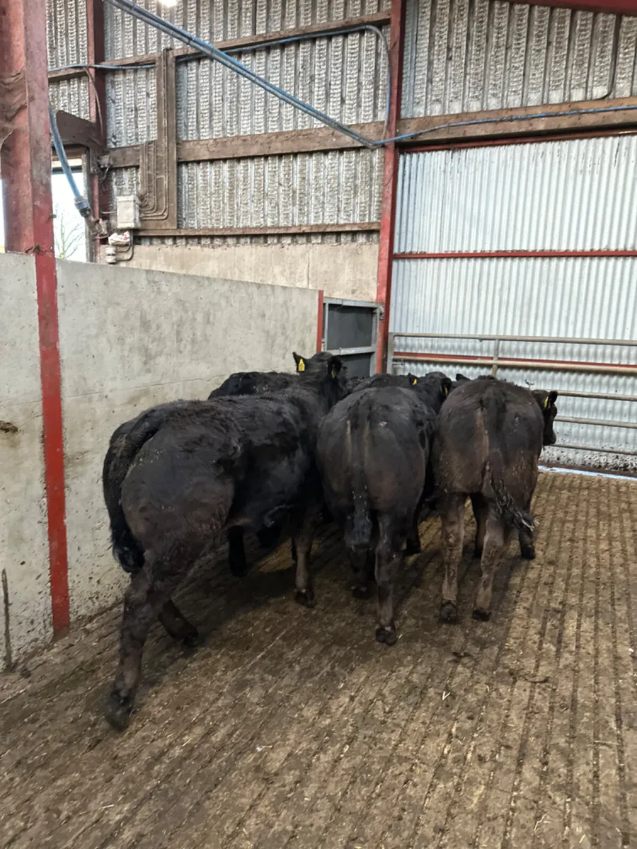 Lim heifers - Image 3