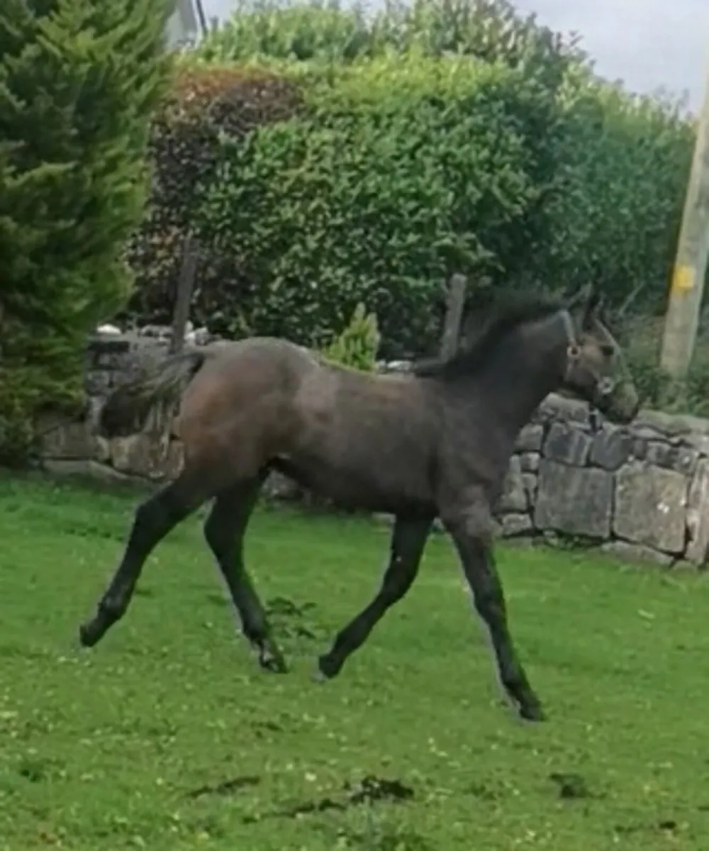 ⭐Outstanding roan Colt.⭐ - Image 1