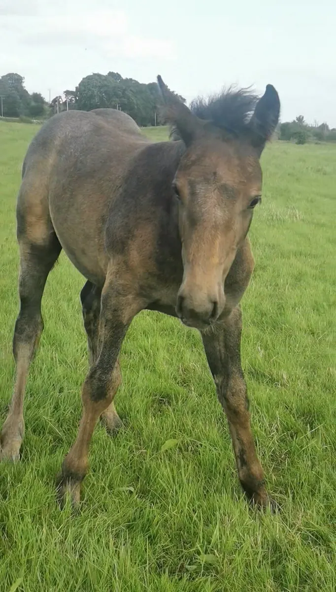 ⭐Outstanding roan Colt.⭐ - Image 4