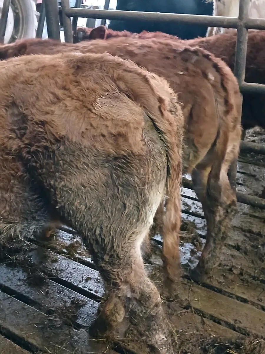 Weanling Heifers - Image 1
