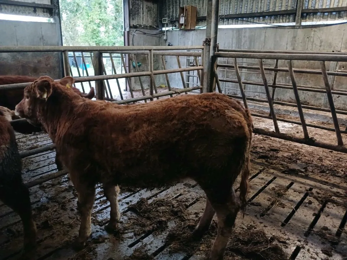 Weanling Heifers - Image 2