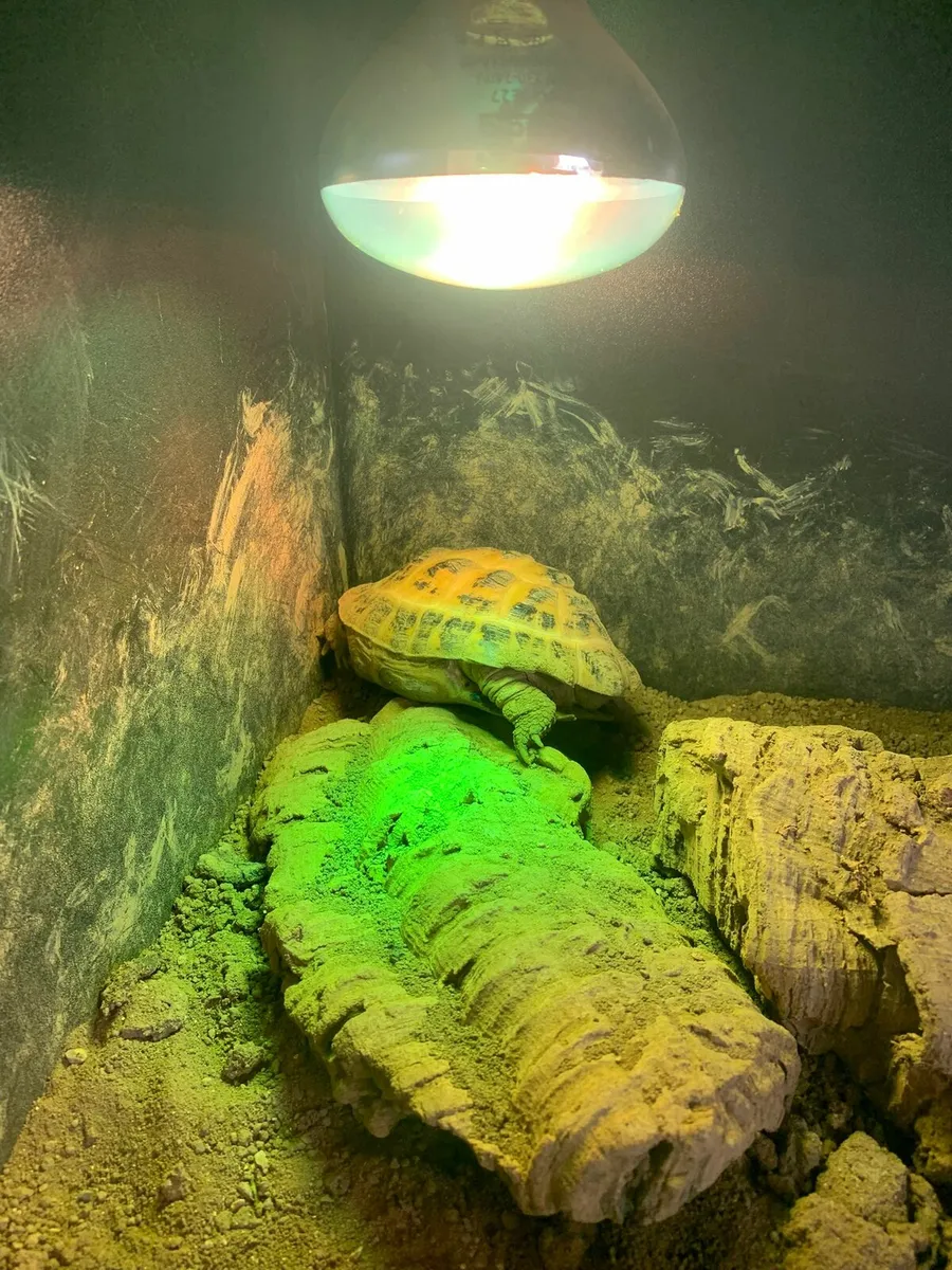 Desert Tortoise 🐢 - Image 1