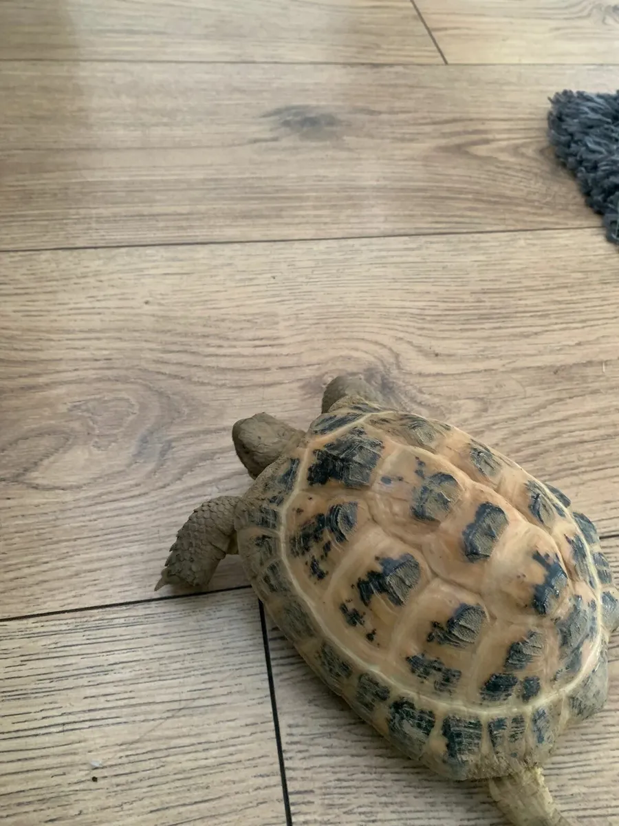 Desert Tortoise 🐢 - Image 2