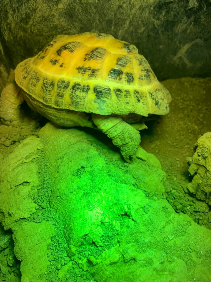 Desert Tortoise 🐢 - Image 3