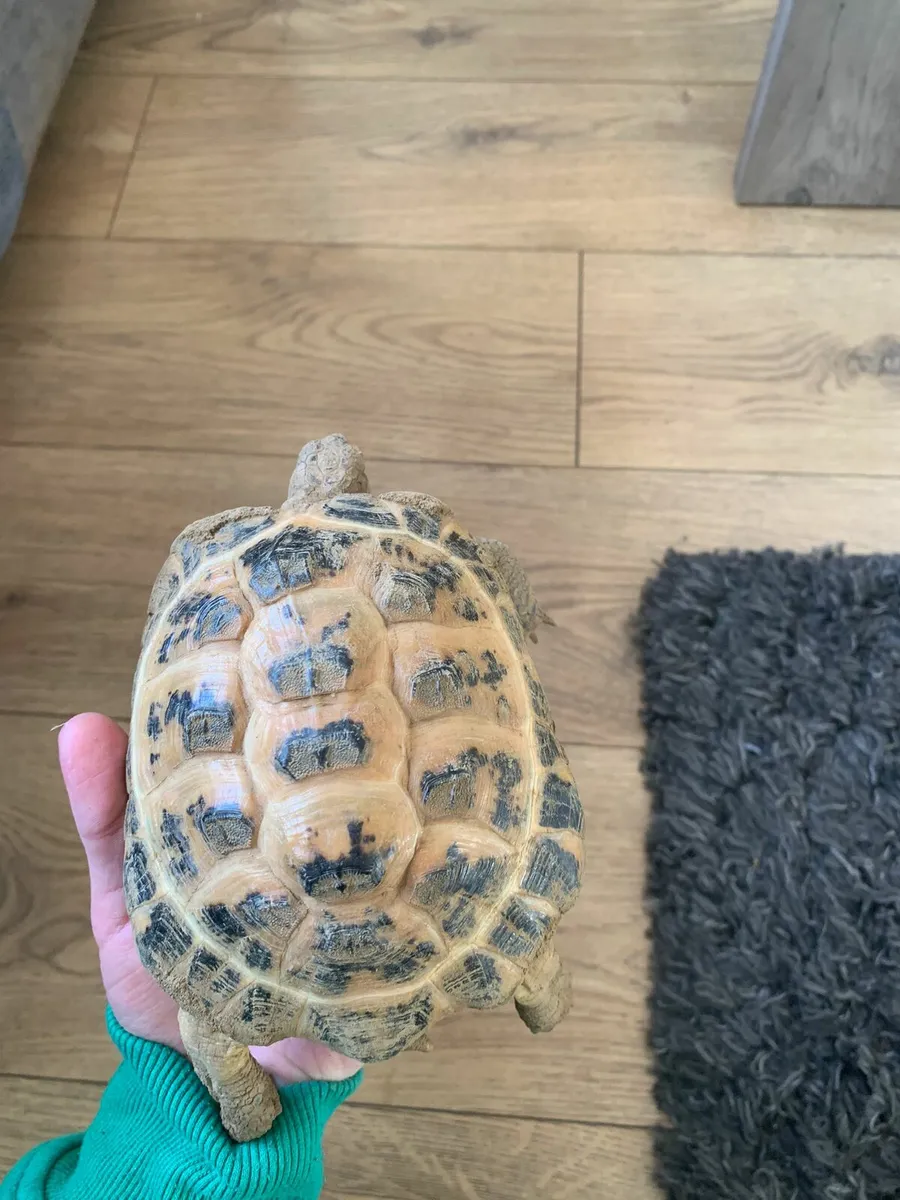 Desert Tortoise 🐢 - Image 4