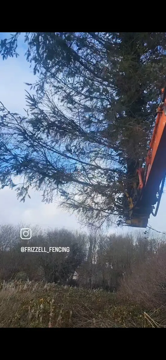 Tree shears works carried out - Image 1