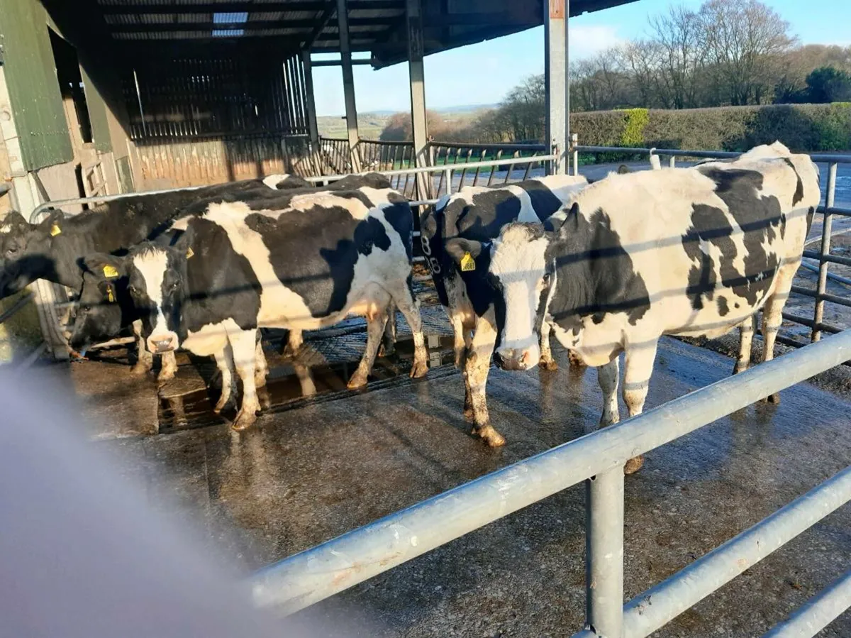 5 Empty cows for sale - Image 1