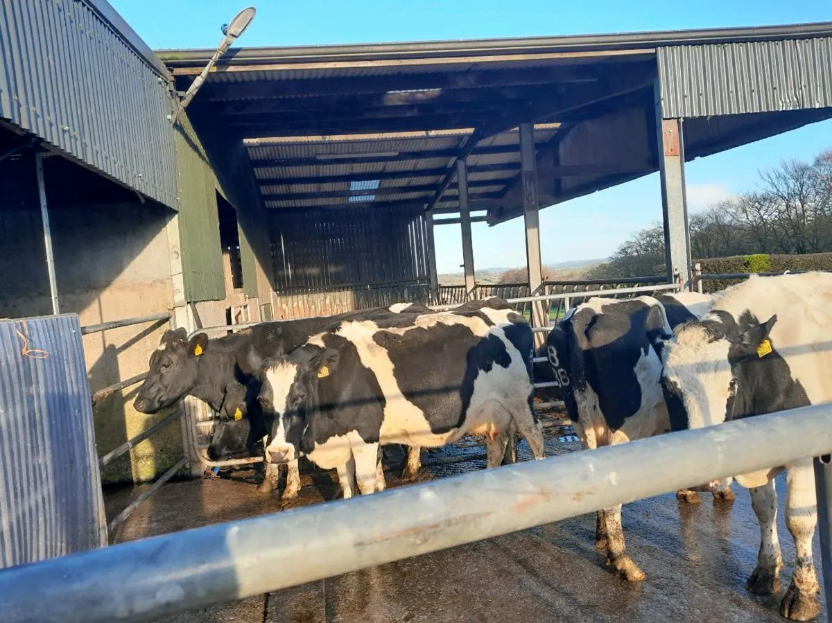 5 Empty cows for sale - Image 2