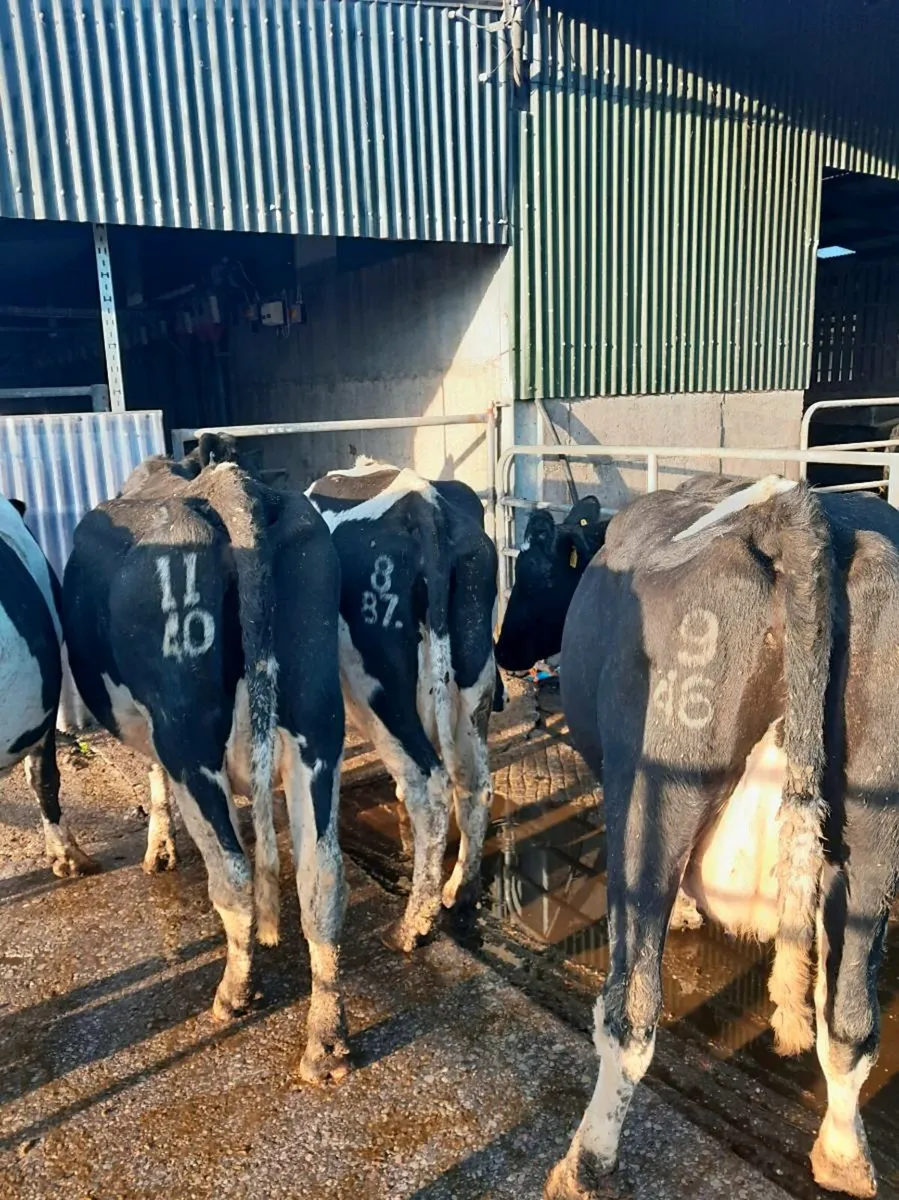 5 Empty cows for sale - Image 3