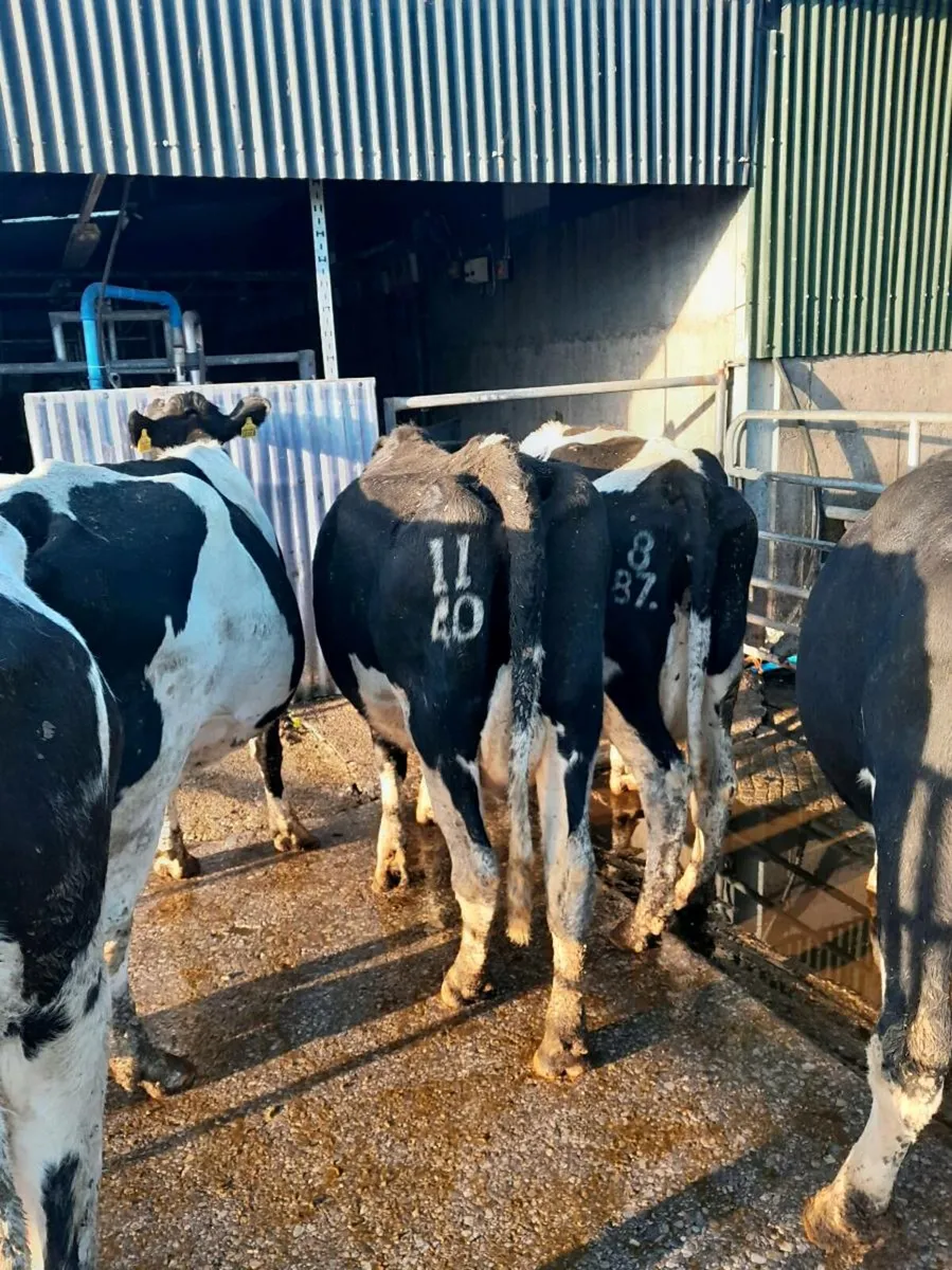 5 Empty cows for sale - Image 4