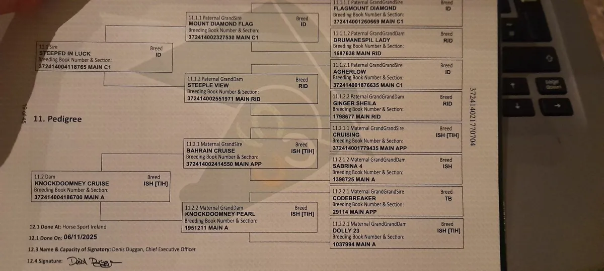 Smashing Colt Foal - Image 2