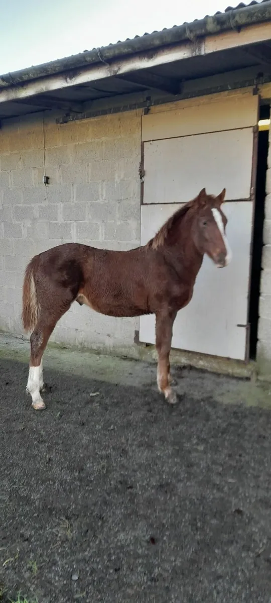 Smashing Colt Foal - Image 3