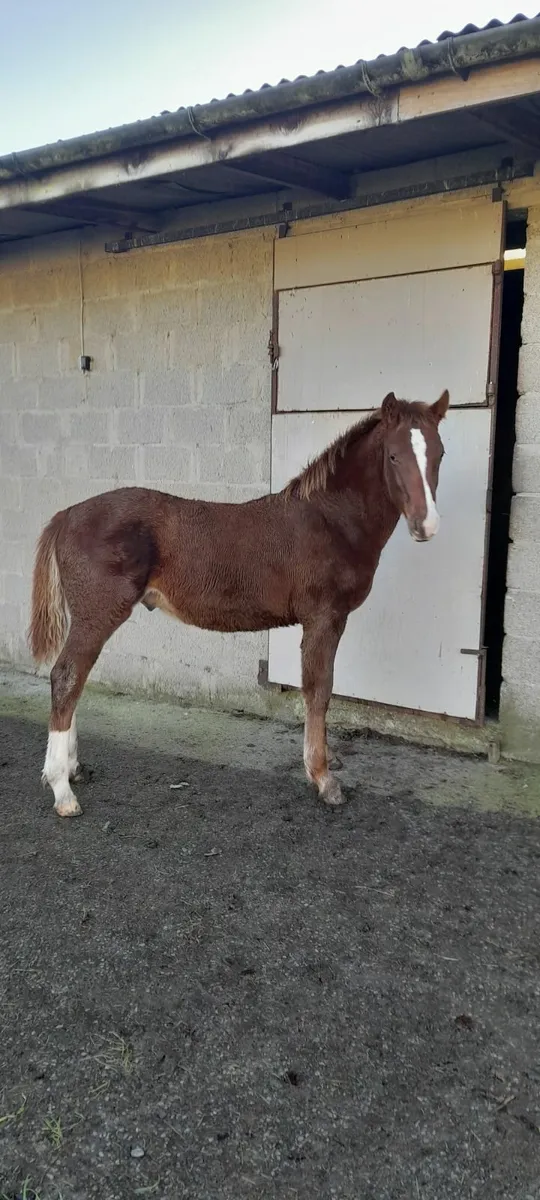 Smashing Colt Foal - Image 4