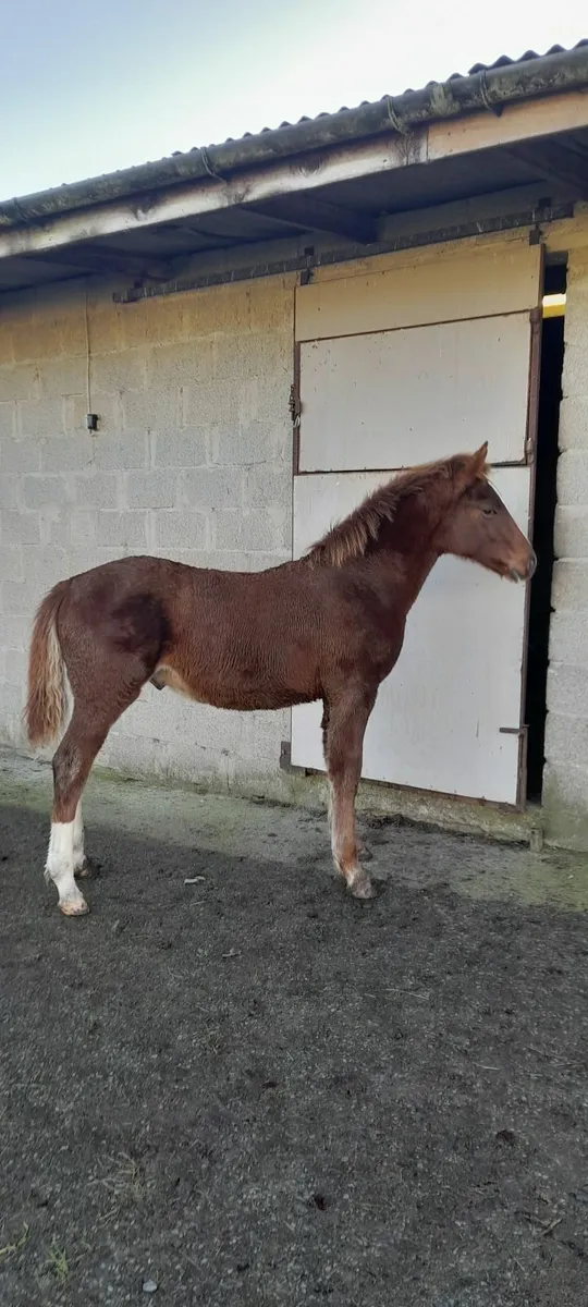 Smashing Colt Foal - Image 1