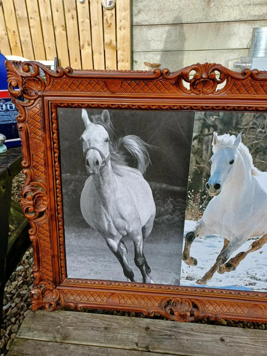 Collection of Vintage Equestrian Pictures - Image 3