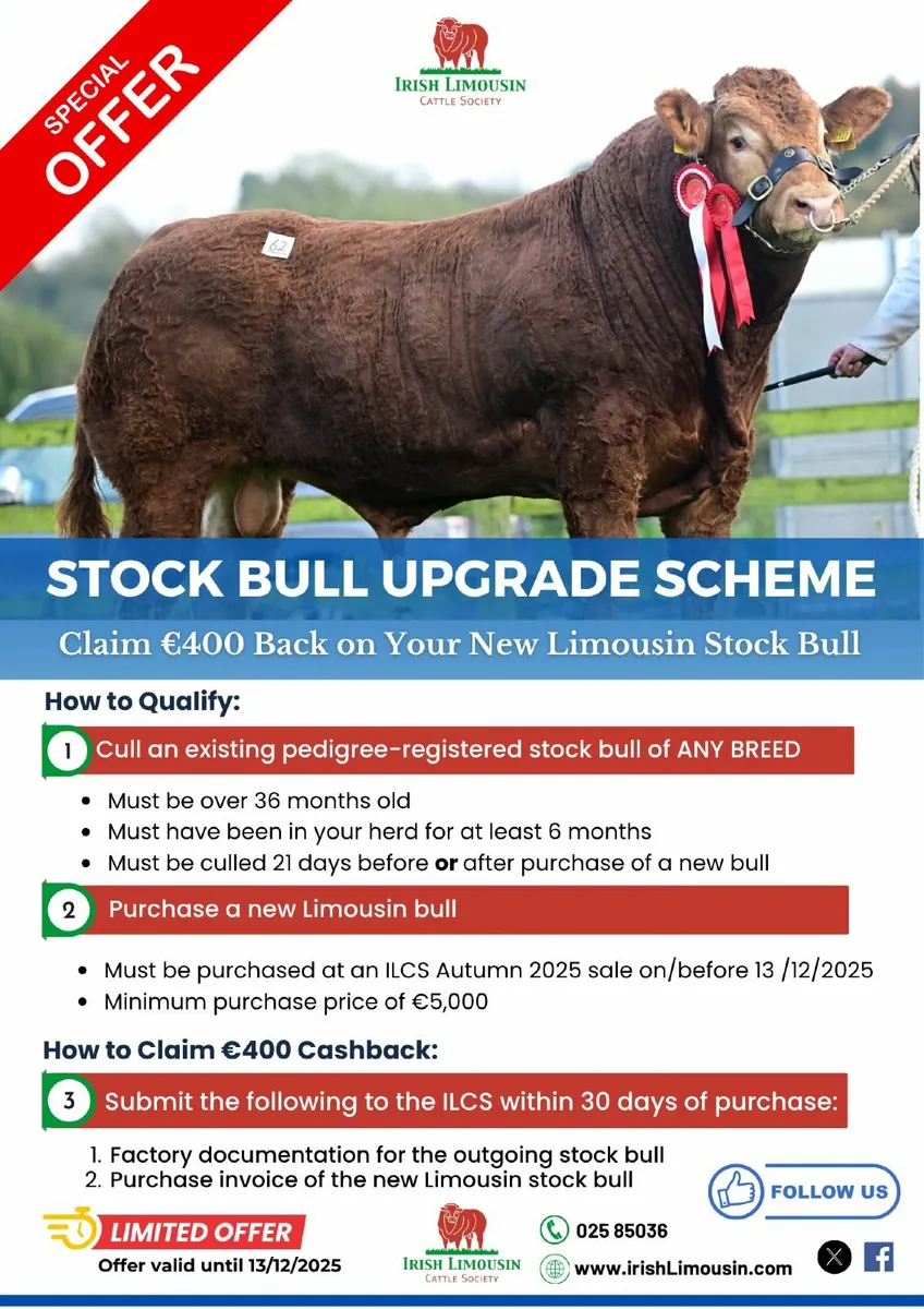 Pay less Tax buy your bull in 2025, Roscommon sale - Image 4