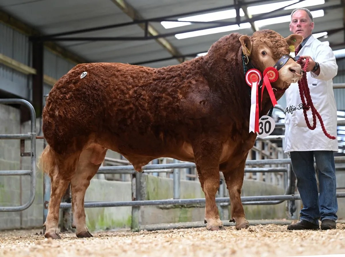 Pay less Tax buy your bull in 2025, Roscommon sale - Image 2