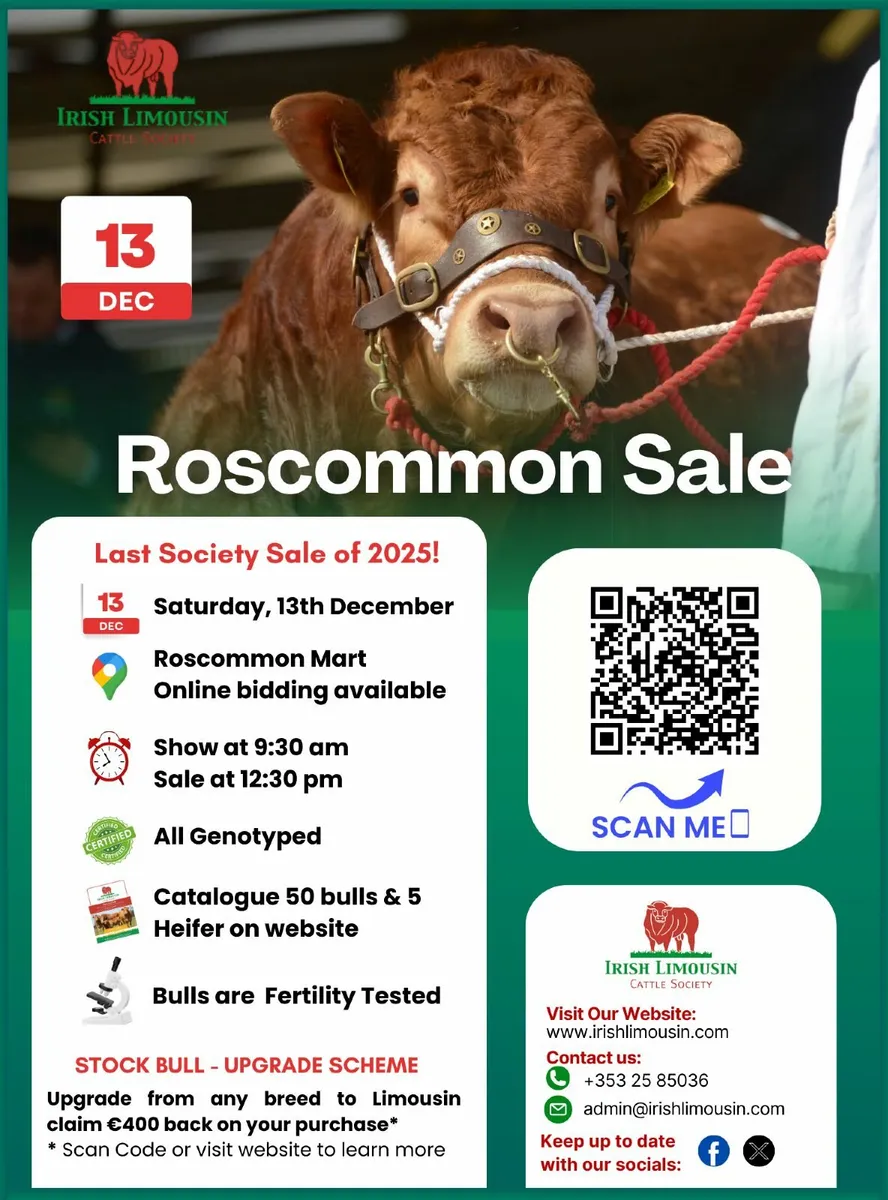 Pay less Tax buy your bull in 2025, Roscommon sale - Image 3
