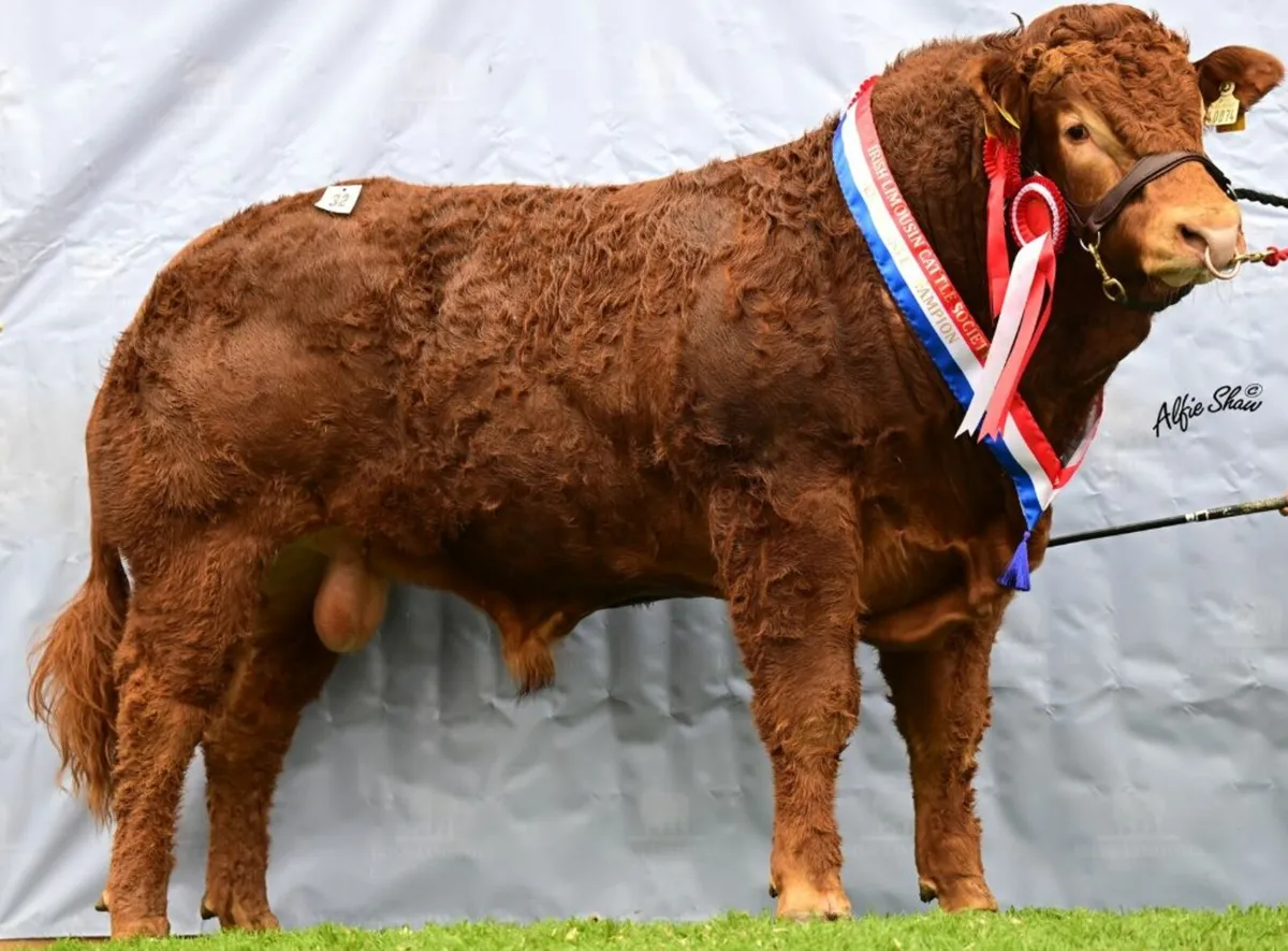 Pay less Tax buy your bull in 2025, Roscommon sale - Image 1