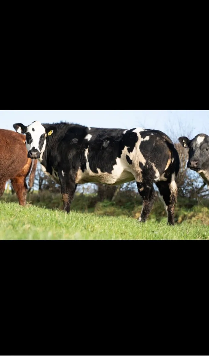 Breeding heifers for Ballymote mart dec 4-12-25 - Image 2