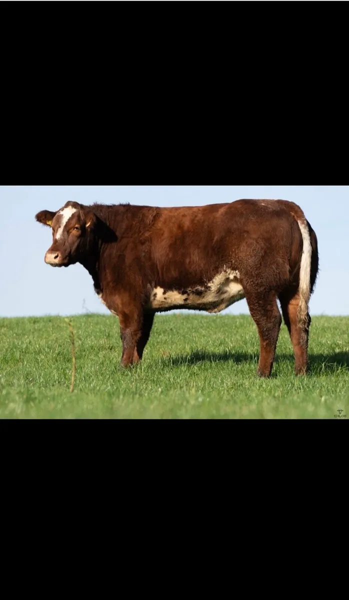 Breeding heifers for Ballymote mart dec 4-12-25 - Image 3