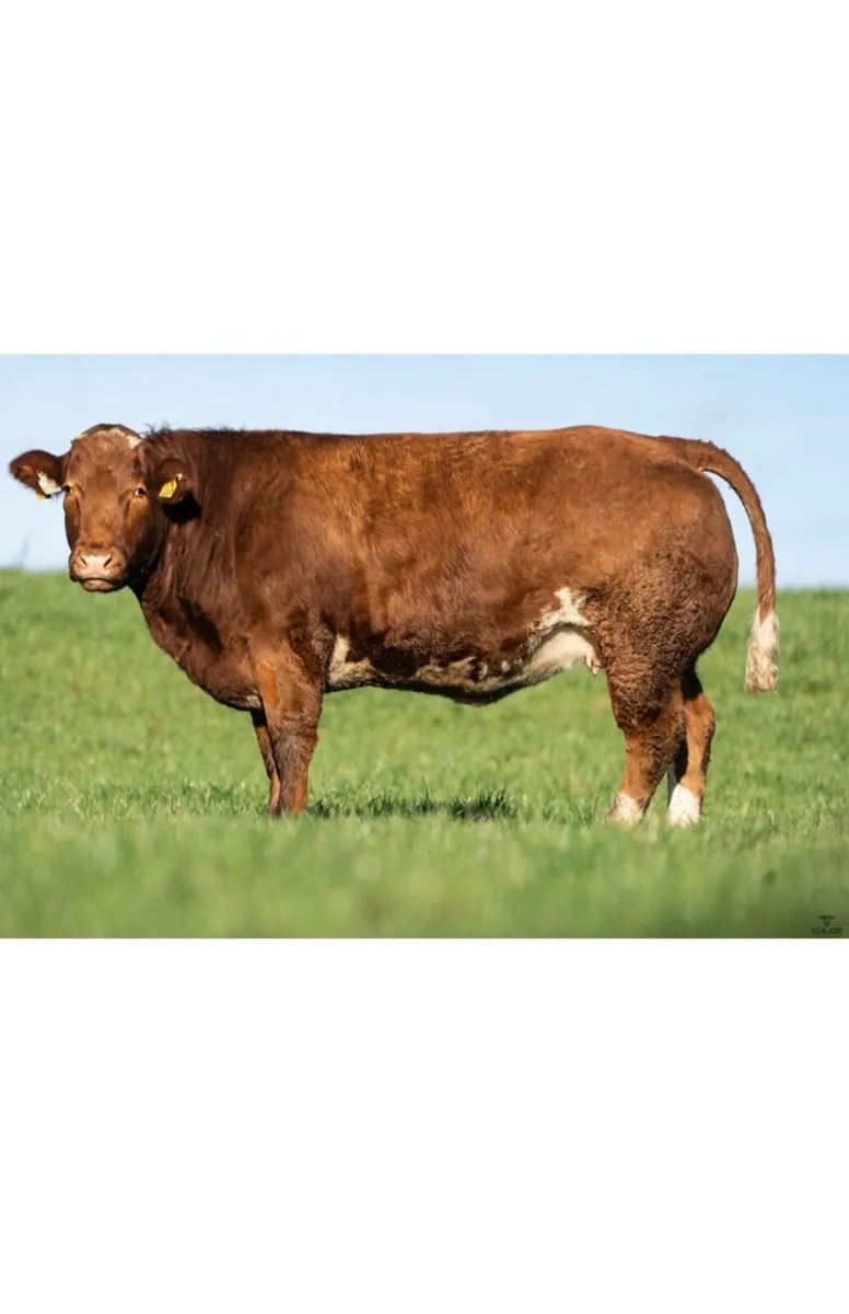 Breeding heifers for Ballymote mart dec 4-12-25 - Image 4
